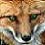 :iconcypherstarsong: