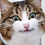 :iconcyraxx: