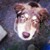 :iconcyrusel: