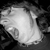 :iconczhambrick:
