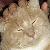 :icond-mentia: