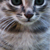 :icond-utzu: