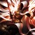 :iconda-fyresong: