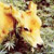 :iconda-mighty-plum: