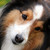 :iconDA-Rose: