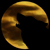 :iconda-wolf-pack: