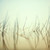 :iconda1ly-fish: