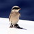:icondab-of-paint: