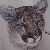 :icondabblindesign: