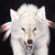 :icondabetawolf:
