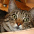 :icondaemon-king: