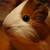 :icondaemon-photo:
