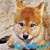:icondaff-the-wolf: