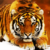 :icondaikyarts: