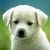 :icondailyordinary:
