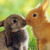 :icondaislia: