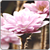 :icondaislia: