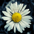 :icondaisy-defiant: