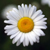 :icondaisy-is-a-drone: