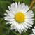 :icondaisy06: