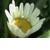 :icondaisycarpet: