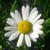 :icondaisychains16: