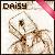 :icondaisychubb:
