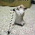 :icondaisydanderfluff:
