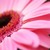 :icondaisydodle: