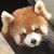 :icondaisyhillstudio: