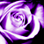:icondaisykiller: