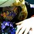 :icondaisyrmusiclover13: