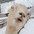 :icondakzilla13: