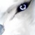:icondalagar:
