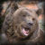 :iconDalBear: