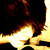 :icondaletehwhale: