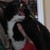 :icondalish-elf: