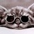 :icondallydogs113: