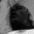 :icondallywinston: