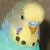 :icondalmatianlover: