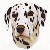 :icondalmatianpriest: