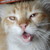 :icondamar1s: