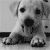 :icondambul14: