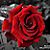 :icondameon-riley: