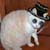 :icondamiencsolaris: