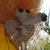 :icondamnedraven: