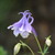 :icondamselfly1344: