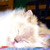 :icondan-andrei: