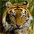 :icondan-elli: