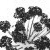 :icondan-st-dan: